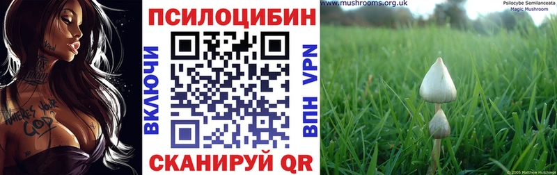 Псилоцибиновые грибы Psilocybe  Купить  Борзя 